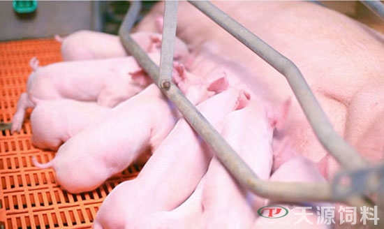 防止产后母猪撕咬仔猪的十大措施