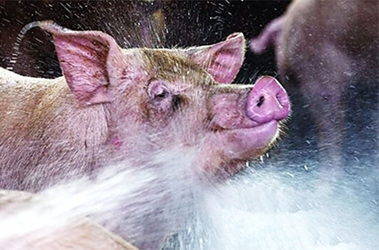 高温季节猪的饲养方法