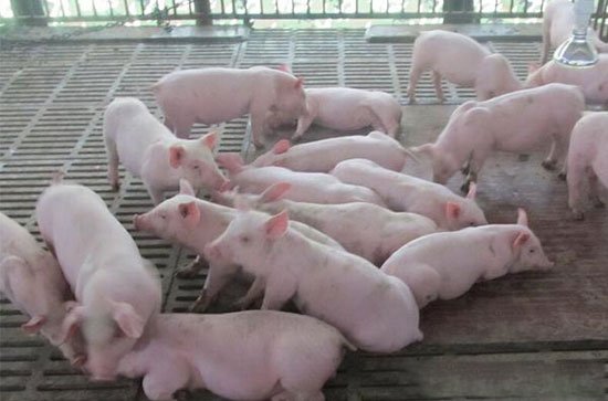 规模猪场在养猪生产中面临两大风险