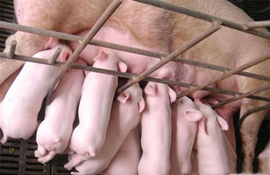 如何让仔猪在出生后吃到充足的初乳