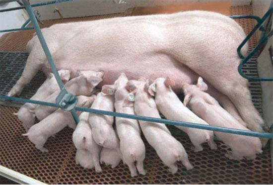 压仔死亡损失是养猪业最容易被忽略的猪只损失之一