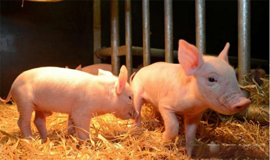 猪体的免疫防御分为三个屏障