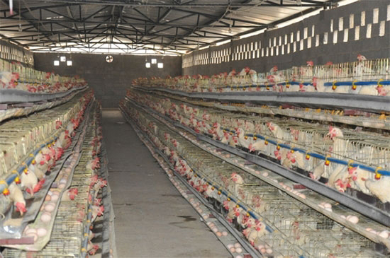 国外提高蛋鸡产量十法值得借鉴！