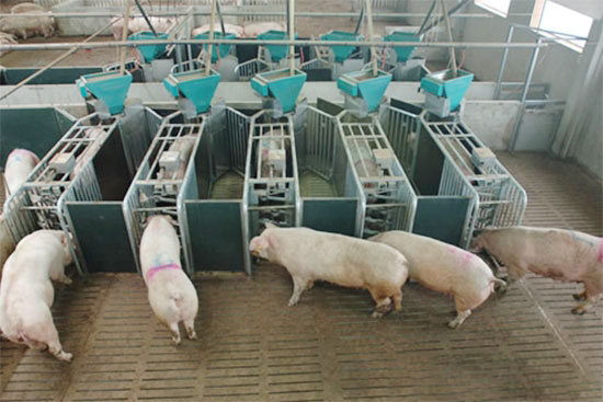 养猪对饲料的新要求