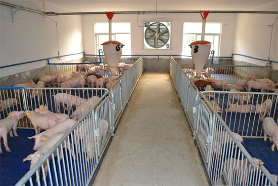 保持猪舍干燥是保证生猪健康生长的主要措施之一