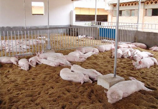 发酵床猪圈到底能不能消毒？