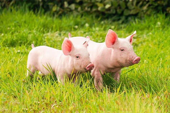 养猪提高仔猪的成活率