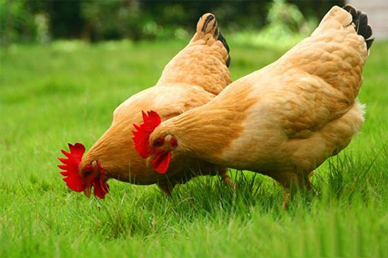 提高肉种鸡人工授精率的技术措施