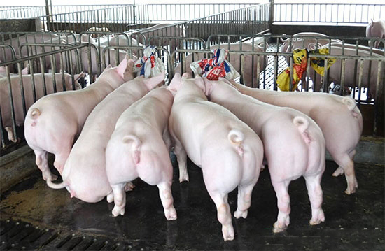 夏季母猪低受胎率