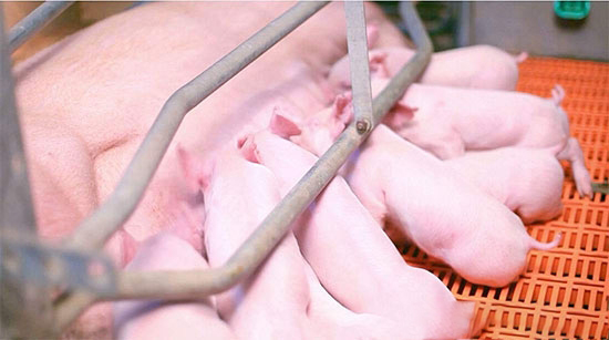 如何做好哺乳期母猪的保健工作？