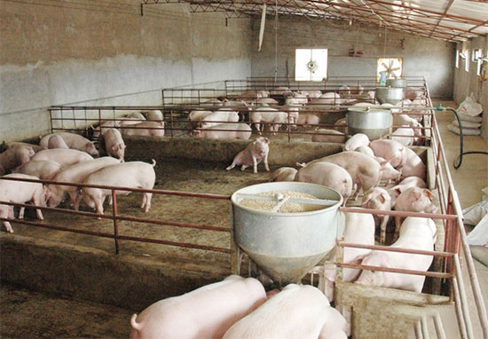 生猪养殖场用石灰消毒注意事项
