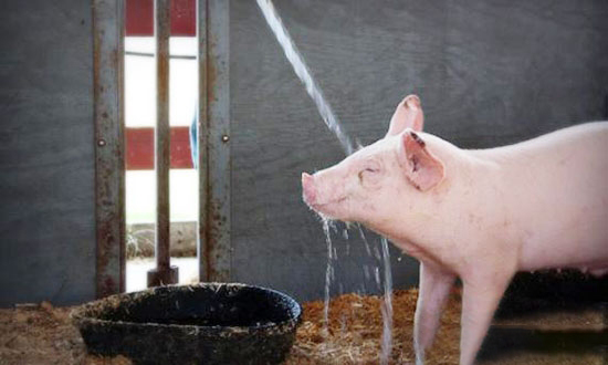 夏季高温养猪场中很实用的防潮措施