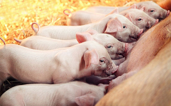 微量元素对仔猪的生长起到什么作用？