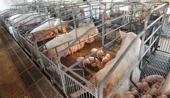如何做好产房母猪的饲养管理