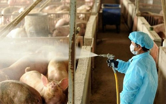 养猪场地面的清洁与设备消毒