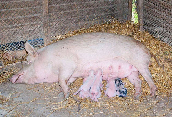 母猪泌乳率的鉴别方法