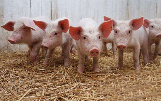 购买仔猪时需要关注哪些因素？