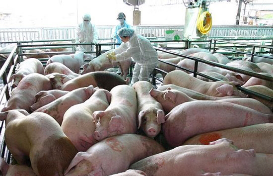 春季前后养猪场进行猪瘟免疫要点
