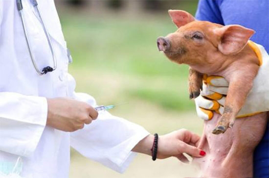 疫苗失效导致猪高烧不退 如何防止疫苗失效
