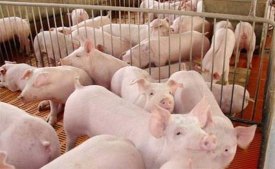 养猪生产中要做好五点管理