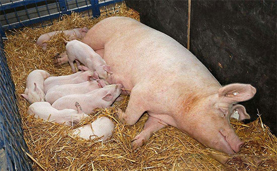 为什么哺乳期的母猪不宜喂饱？