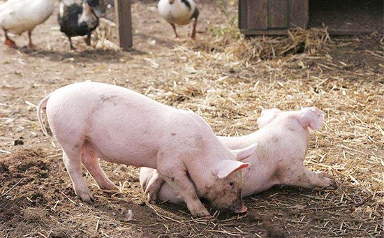 猪常见外科疾病的病因分析及防控措施