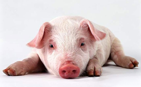 猪缺乏维生素A会有什么后果？原来这么严重！