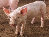 幼猪养殖前期需要注意什么
