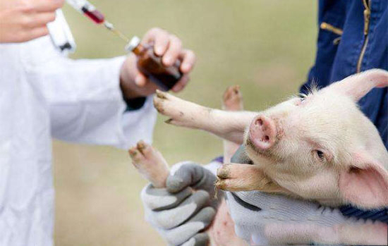 如何才能让猪免疫后有足够的抗体？