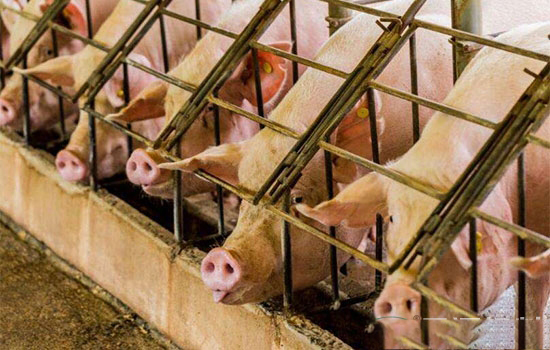 养猪人奉为“神器”的定位栏为什么被国外禁用？